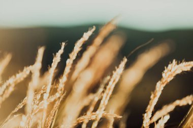 Görünür siluetleri olan dağ siluetleri sabah renkli sislerin arasında.