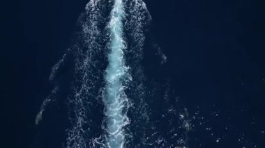 Sakin Adriyatik Denizi yüzeyinde hızla ilerleyen bir teknenin insansız hava aracı videosu. Su izi bırakıyor..