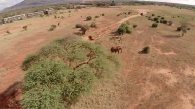 Koşan iki vahşi filin sinematik üst görüntüsü. Kenya 'daki Tsavo Ulusal Parkı. Yüksek kalite 4k görüntü