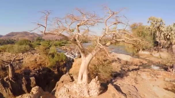 Vista Aérea Cinematográfica Las Cataratas Epupa Con Baobab Tree Namibia — Vídeo de stock