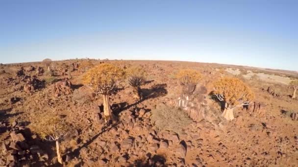 Cinematic Aerial Top View Quiver Trees Namibia High Quality Footage — Video Stock