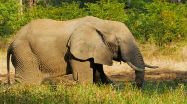 Cinematic shot of elephant grazing in the wild, South Luangwa National Park, Zambia. High quality 4k footage
