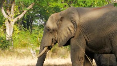 Cinematic shot of elephant grazing in the wild, South Luangwa National Park, Zambia. High quality 4k footage