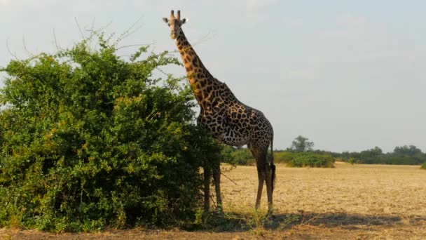 Filmisk Bild Giraffe Gömd Bakom Grön Buske South Luangwa National — Stockvideo
