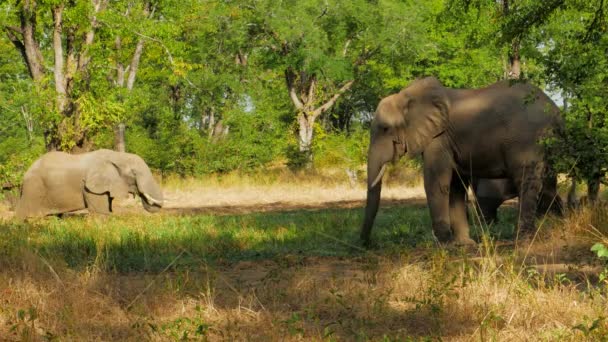 Cinematic Shot Elephant Grazing Wild South Luangwa National Park Zambia — Stockvideo
