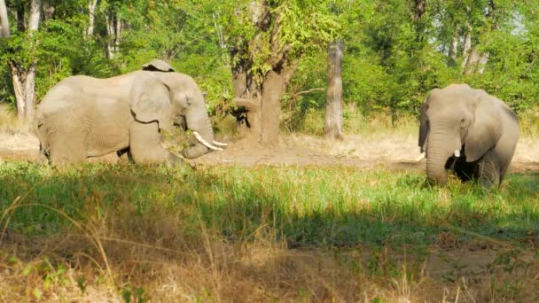 Cinematic Shot Elephant Grazing Wild South Luangwa National Park Zambia — Stockvideo
