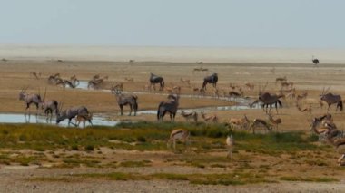 Afrika antilobu, antilop ve antilop sürülerinin Etosha Ulusal Parkı 'ndaki su birikintisindeki görüntüsü Namibya. Yüksek kalite 4k görüntü