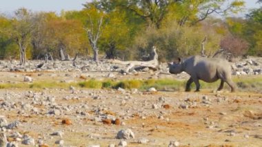 Etosha Ulusal Parkı, Namibya 'daki su birikintisinde gergedanın sinematik çekimi. Yüksek kalite 4k görüntü