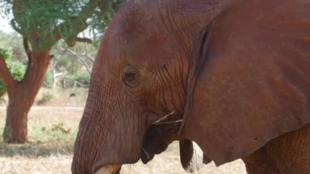 Cinematic Close Shot Wild Elephant Tsavo National Park Kenya High — Vídeo de stock
