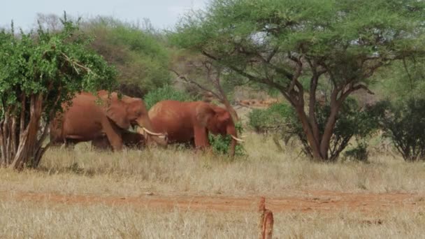 野生の象の映画撮影 ケニアのTsavo国立公園 高品質4K映像 — ストック動画