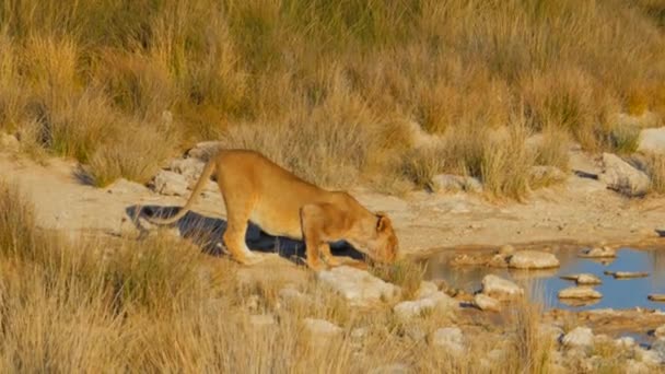 Colpo Cinematografico Leonessa Pozzo Acqua Nel Parco Nazionale Etosha Namibia — Video Stock