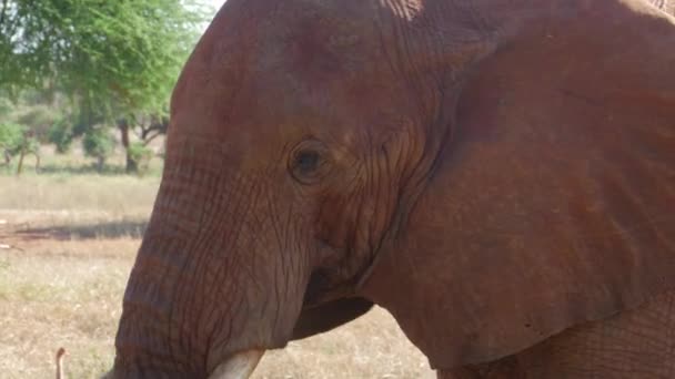 野生の象の撮影を閉じます ケニアのTsavo国立公園 高品質4K映像 — ストック動画