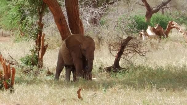 Cinematografische Opname Van Wilde Baby Olifant Nationaal Park Tsavo Kenia — Stockvideo