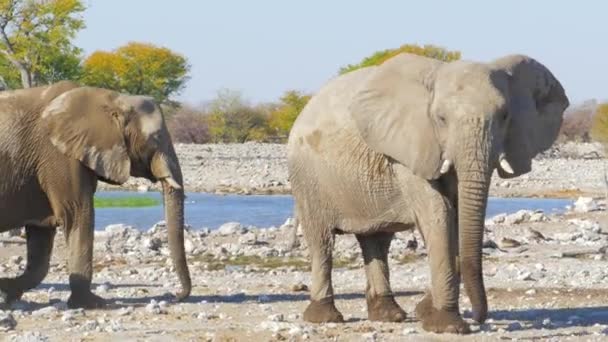 Кинематографический Снимок Стада Слонов Национальном Парке Этоша Намибия Высококачественные Кадры — стоковое видео