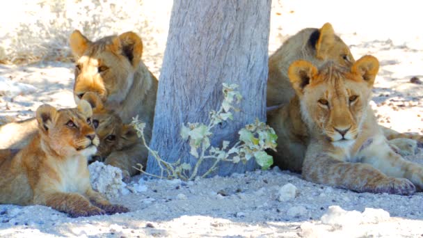 Scatto Cinematografico Cuccioli Leone Nel Parco Nazionale Etosha Namibia Filmati — Video Stock