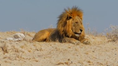 Etosha Ulusal Parkı, Namibya 'da büyük erkek aslanın sinematik çekimi. Yüksek kalite 4k görüntü