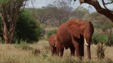 Vahşi Filler 'in sinematik çekimi. Kenya 'daki Tsavo Ulusal Parkı. Yüksek kalite 4k görüntü