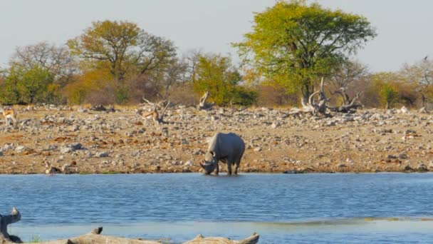 Cinematic Shot Rhinoceros Drinking Water Hole Etosha National Park Namibia — Video