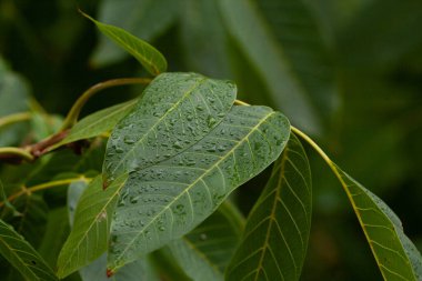 Şiddetli sonbahar yağmurundan sonra yeşil ceviz yaprakları, yüksek kaliteli makro resim. Yüksek kalite fotoğraf