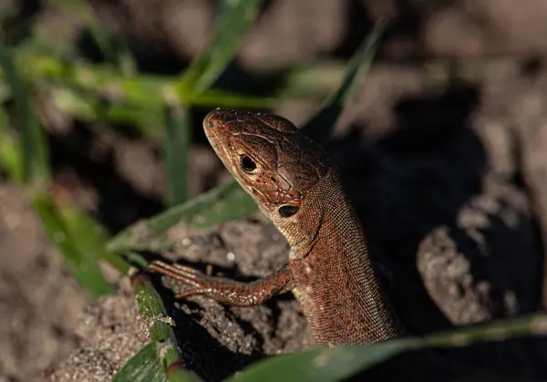밭에서 먹이를 찾고있는 도마뱀의 품질의 — 스톡 사진