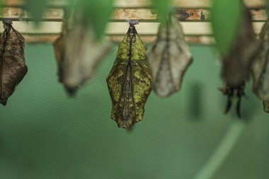 Üzerinde çok güzel yapılar olan bir kelebek pupa resmi. Yüksek kalite fotoğraf