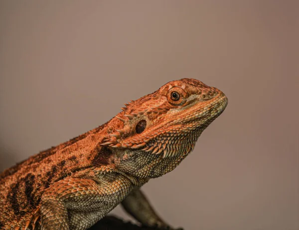 Picture of the bearded agama reptile under a red light from which it heats up. The reptile is a beautiful species with very sharp needles. High quality photo