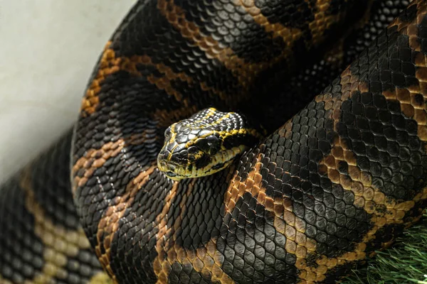 Una Especie Serpiente Llamada Anaconda Amarilla Fotografiada Mientras Calentaba Los — Foto de Stock