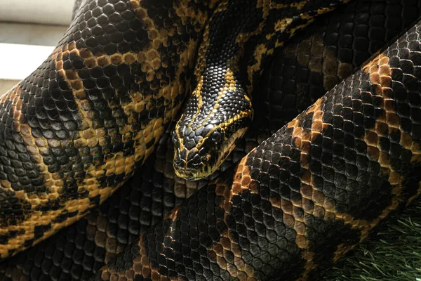 Anaconda Amarilla Atrapada Mientras Calienta Sol Pero Muy Atenta Movimiento — Foto de Stock
