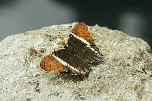 Камне Пойманы Бабочки Имени Siproeta Epaphus Сфотографированы Ярко Коричневым Крыльях — стоковое фото