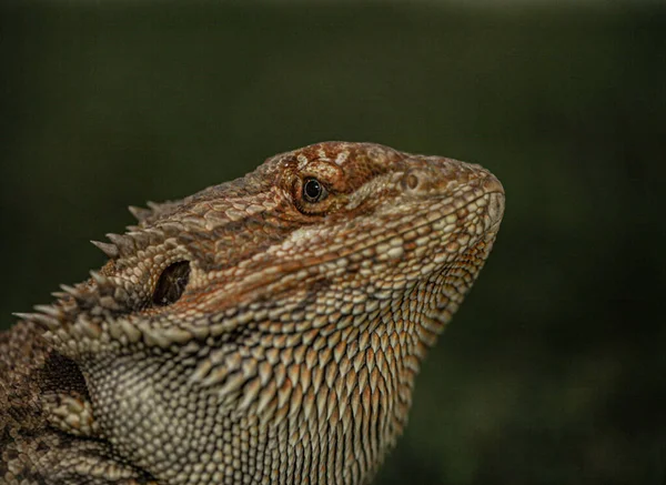 Imagen Muestra Reptil Agama Barbudo Con Color Muy Hermoso Aspecto —  Fotos de Stock