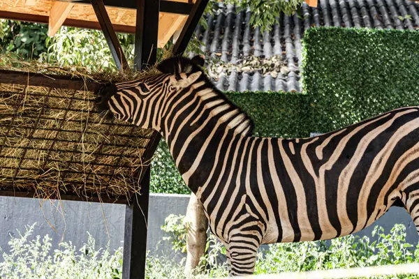 Zebra Zajat Při Jídle Velmi Krásný Druh Zvířat Černými Bílými — Stock fotografie
