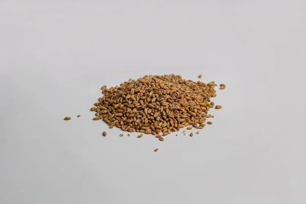 Зерна Пшеницы Выделенные Белом Фоне Представляют Собой Продовольственный Кризис Пшеницы — стоковое фото