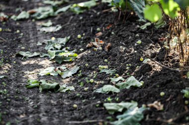 Sonbahar hasadından sonra bir üzüm bağında yere düşen üzümler, ondan sonra da şarap yapılır. Yüksek kalite fotoğraf
