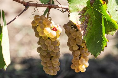 Dalda sallanan üzümlere yakın durun. Üzüm asmak. Üzüm yetiştiriciliği. Üzüm çiftliği. Dalda sallanan lezzetli yeşil üzüm demetleri. Üzüm. Konuya Seçici Odaklanma ile. Yüksek kalite fotoğraf