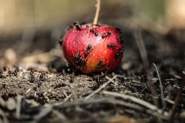 Une Colonie Fourmis Mange Une Pomme Rouge Tombée Dans Verger — Photo