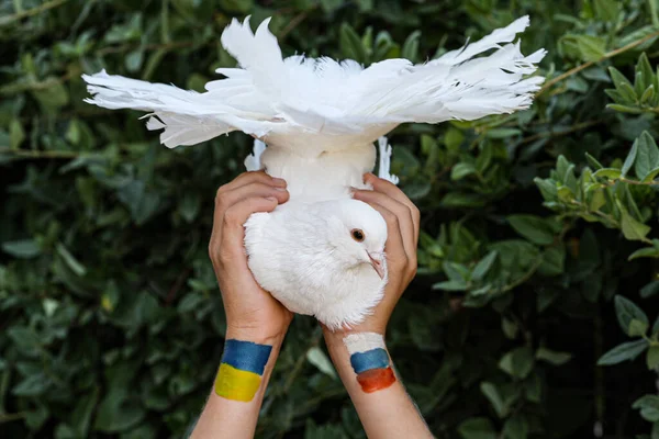 A child holding a dove with painted hands, with the flags of Russia and Ukraine, in the context of stopping the war. The dove signifies peace. Stop the war. High quality photo