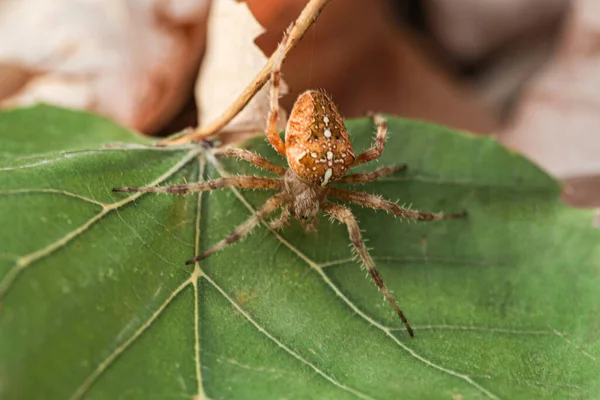 Pavouk Chycený Podzimním Dni Zeleném Listě Jeho Druh Nazývá Araneus — Stock fotografie