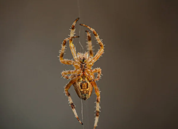 Makró Fotó Egy Ijesztő Kinézetű Európai Kerti Pókról Aki Etetésre — Stock Fotó