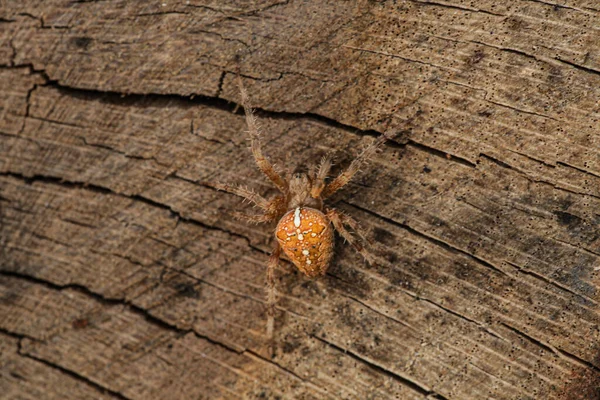 Egy Gyönyörű Kép Pók Faj Araneus Diadematus Meglepett Egy Háttér — Stock Fotó