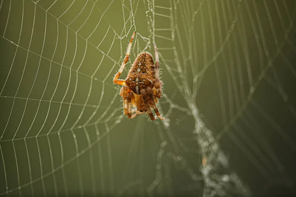 花园蜘蛛Araneus Diadematus在其网络的中间 夏高气爽的时候 蜘蛛网上的蜘蛛 背景是茂密的绿色植物 高质量的照片 — 图库照片