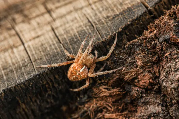 Photo Wooden Background Bosom Nature Species Spider Caught Day Photographed — Stock Photo, Image