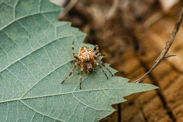 一张恐怖的欧洲花园蜘蛛等着喂食的宏观照片 非常接近蜘蛛的镜头 高质量的照片 — 图库照片