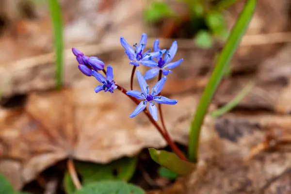 A small terrestrial plant with electric blue petals is blooming in the grass, showcasing the beauty of herbaceous and flowering plants up close