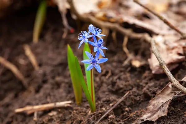 A petite electric blue flower blooming from the soil, showcasing the beauty of terrestrial plants in natures garden