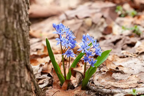 A small blue flower, a terrestrial plant, is blooming next to a tree trunk. This flowering plant, with petals, stands out among the grass and subshrubs
