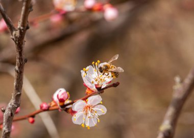 Arılar baharda çiçek açan şeftali ağacından nektar toplarlar. Yüksek kalite fotoğraf
