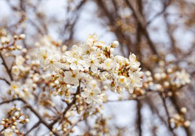 Bahçedeki meyve ağaçlarında bahar beyaz çiçekleri, mavi gökyüzünün yüzeyinde kiraz çiçekleri. Yüksek kalite fotoğraf