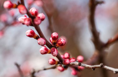 Bahar çiçeğindeki kayısı ağacının beyaz çiçekleri ve tomurcukları. Yüksek kalite fotoğraf