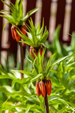 Fritillaria imperialis grows and blooms in the garden in spring. High quality photo clipart
