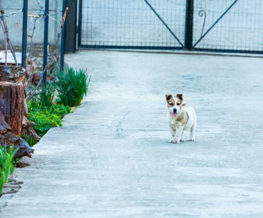 Oyun oynarken küçük bir köpek evin bahçesinde yakalandı ve hırsızları evin çitlerine sokmamaya dikkat ediyor. Yüksek kalite fotoğraf